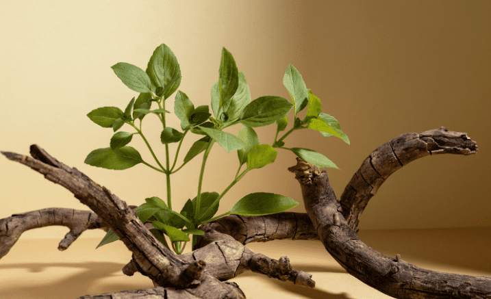 Benefits of Ashwagandha, The Wonder Herb and Role of Ashwagandha for male fertility